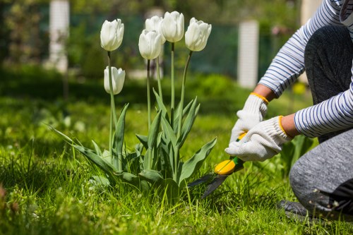 A gardener wearing grey striped sleeves and white gardening gloves is kneeling on a well-maintained grassy lawn in a backyard garden, using a yellow hand trowel to tend to a cluster of white tulips with tall green stems and broad leaves. The background includes a lush, green garden with trees, a hedge boundary, and a wooden fence, suggesting a neat and landscaped outdoor space typical of residential gardens in West Ham, East London. The lawn appears healthy with dense, even green grass, complementing the flower bed where the tulips are situated. The natural daylight indicates a clear, bright day, ideal for gardening activities. This scene illustrates professional gardening practices, possibly undertaken by a local landscape maintenance service, with attention to flower bed care and lawn health, in line with the area’s outdoor gardening standards and landscaping focus.