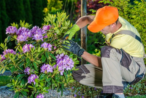 A garden landscaper wearing an orange cap, yellow high-visibility vest, and grey work trousers is kneeling beside a vibrant rhododendron shrub with purple flowers, tending to its branches with green gardening gloves. The shrub is bushy with an abundance of green leaves and clusters of bright purple blooms, situated in a well-maintained outdoor garden space with a mix of gravel and soil ground cover. In the background, there are tall, lush green trees and various other green plants, indicating a landscaped backyard or front garden area in West Ham. The scene suggests outdoor maintenance work, such as pruning or caring for flowering shrubs, supporting gardening and landscaping services provided by Landscapers West Ham. The overall environment appears sunny and well-kept, highlighting the importance of regular garden care to maintain healthy, ornamental plants within a landscaped outdoor space.