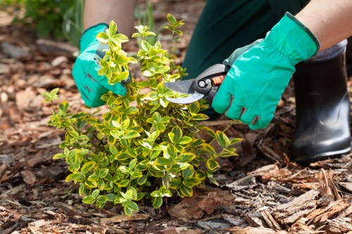 A gardener wearing green waterproof gloves and black rubber boots is tending to a small, neatly maintained shrub with variegated green and yellow leaves in a landscaped outdoor garden. The shrub is planted in rich, dark soil and surrounded by a layer of mulch made from wood chips. In the background, there is a well-groomed lawn area with lush, dense grass, bordered by low hedges and a paved pathway or patio arranged with natural stone or concrete slabs. The environment appears to be on a clear day with natural daylight illuminating the scene, highlighting the texture of the mulch and the vibrant green foliage. This outdoor space reflects professional garden maintenance typical of West Ham gardens, with attention to plant health and garden design, aligning with gardening services offered by Landscapers West Ham in the local area.
