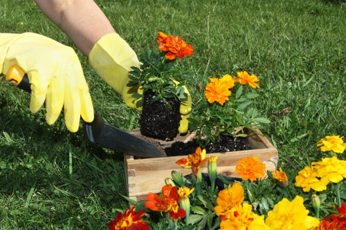 A person wearing yellow gardening gloves is planting a small potted flower with orange and yellow blossoms into a wooden flower bed situated on a well-maintained grass lawn. The garden scene features a variety of blooming marigolds at the edge of the flower bed, displaying vibrant orange and yellow colours. The background shows a lush, green lawn with natural light suggesting a clear day. The garden layout is simple, with the flower bed positioned in a landscaped outdoor space, possibly part of a residential garden in West Ham, suitable for gardening services offered by Landscapers West Ham. The soil appears rich and moist, and the wooden flower bed provides a clean, structured border for the flower planting activity. This image captures a gardening task focused on flower planting and outdoor beautification within a typical landscaped garden setting, reflecting a professional approach to lawn and garden maintenance in the local area.
