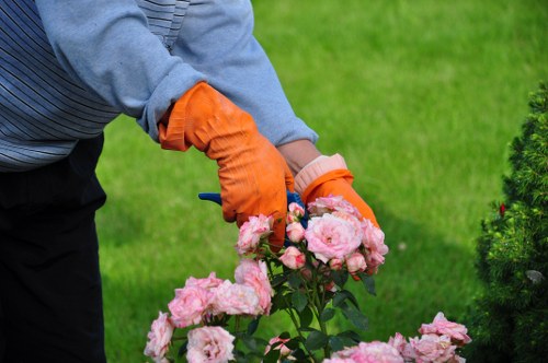 A gardener wearing a light grey sweatshirt and bright orange gardening gloves is tending to a flowering shrub with large, pale pink blossoms, likely roses, in a well-maintained garden. The shrub is positioned in the foreground, with lush green grass covering the majority of the lawn area behind it. To the right of the gardener, there is a neatly trimmed hedge or small bush, possibly a hedge line or ornamental shrub, contributing to the landscaped outdoor space. The garden appears to be outdoors on a bright day with natural sunlight enhancing the vibrant colours and textures of the plants and surroundings. This scene reflects typical lawn care and garden maintenance activities, aligning with services provided by companies like Landscapers West Ham in the local area, helping to create a tidy, attractive outdoor environment in East London.