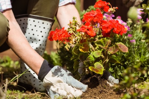 A gardener wearing gardening gloves is planting bright red geraniums into a well-maintained garden bed, which features a mixture of soil and small patches of grass. The garden includes a variety of colorful flowering plants, with some purple and pink blooms visible in the background, and neatly trimmed green hedges bordering the space. The environment appears to be an outdoor front or backyard garden space with natural sunlight illuminating the scene, highlighting the vibrant colours of the flowers and greenery. The garden surface combines rich soil, lush grass, and a clean, defined flower bed edge, suggesting regular maintenance and landscaping care by professionals such as Landscapers West Ham. This scene represents typical gardening activities, including planting and tending garden plants, within an urban or suburban garden setting in the West Ham area, inferring the importance of local gardening services for landscape enhancement and outdoor space upkeep.